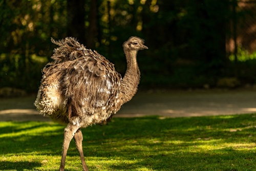 Image of an Emu