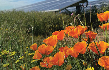 Solar panel in a field of grass and poppies.