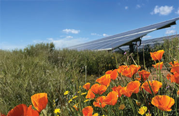 Image of solar panel in field of flowers