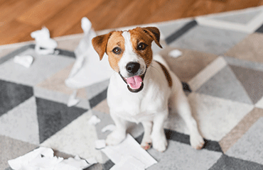 Happy dog sitting around torn paper.