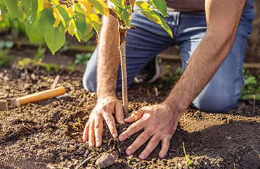 Man planting tree