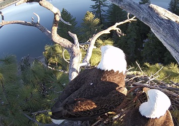 Pair of Bald Eagles in a nest high up in a tree