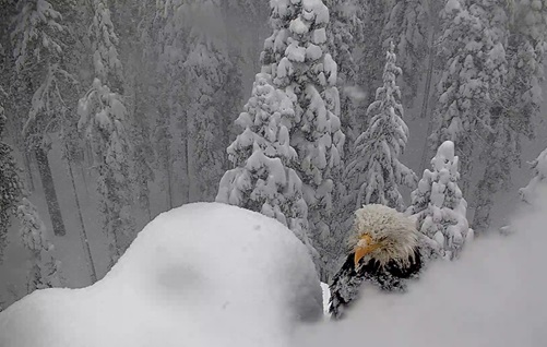 Bald Eagle covered in snow high up in a tree