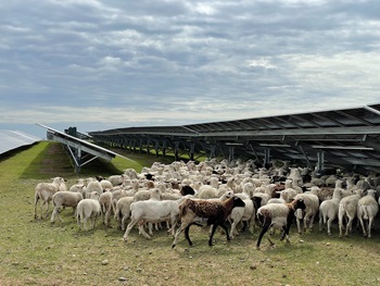 Flock of sheep near solar array.