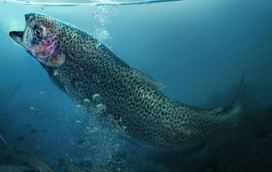 Image of Trout in a lake