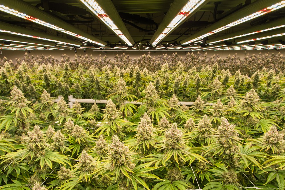 Retrofitted cannabis grow field