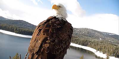 UARP eagles